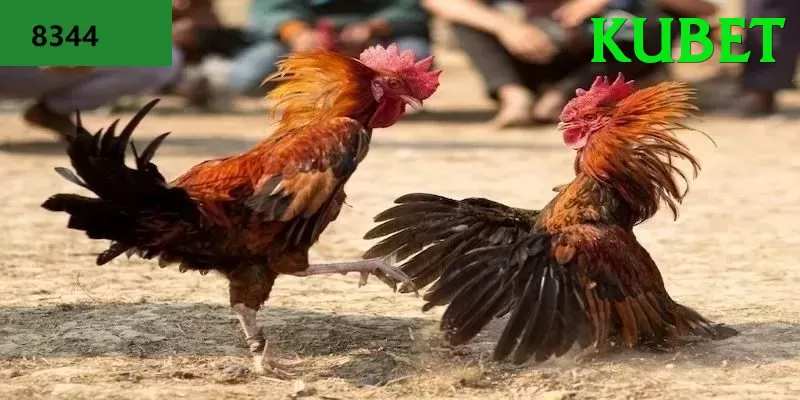 Đá Gà Trực Tiếp - Ưu đãi đặc biệt - Game MOBA